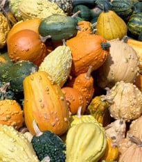 Tykvičky velkoplodé okrasné směs - Cucurbita pepo - osivo tykve - 25 ks