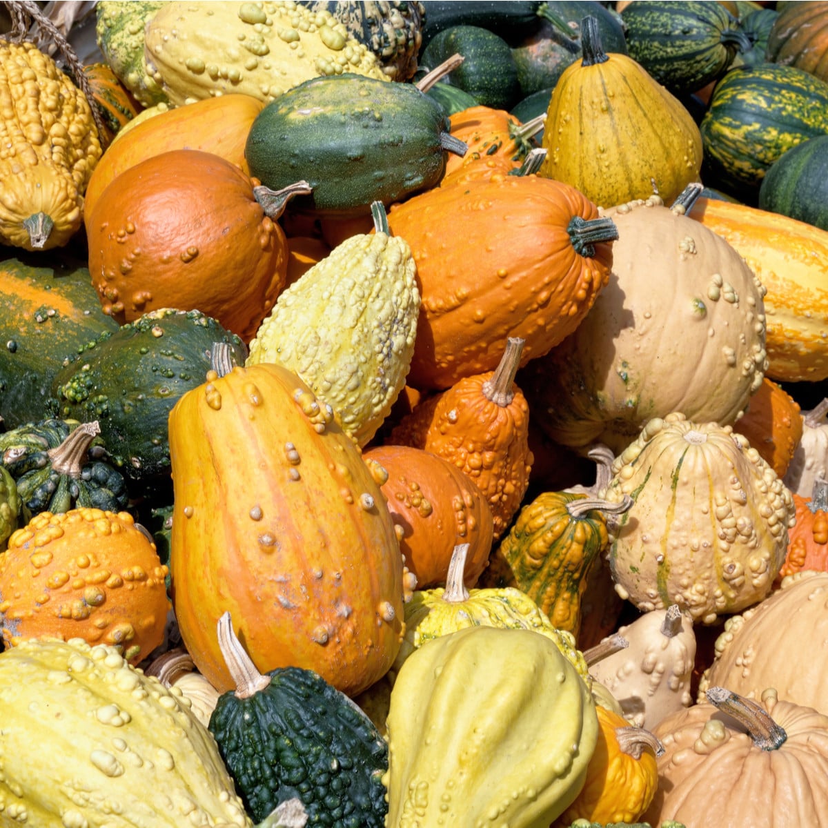 Tykvičky velkoplodé okrasné směs - Cucurbita pepo - osivo tykve - 25 ks