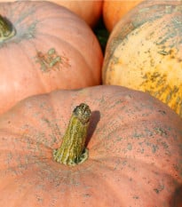 Tykev okrasná Australian Butter - Cucurbita maxima - osivo tykve - 5 ks