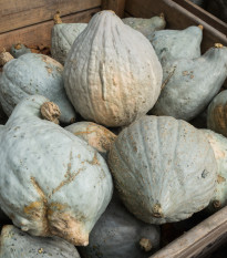 Tykev Blue Hubbard - Cucurbita maxima - osivo tykve - 7 ks