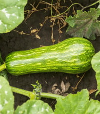 BIO Cuketa Green Tiger F1 - Cucurbita pepo - bio osivo cukety - 5 ks