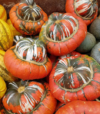 Dýně Císařská čepice - Cucurbita pepo - osivo dýně - 5 ks