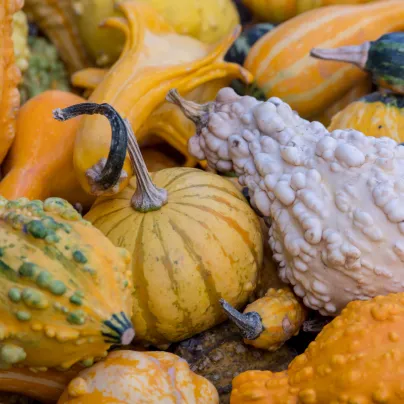 Tykvičky okrasné - Cucurbita pepo - osivo tykve - 20 ks