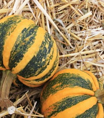 Tykev okrasná Kamo Kamo - Cucurbita pepo - osivo tykve - 5 ks