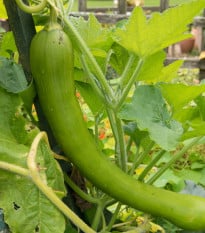Tykev velkoplodá Tromba D Albenga - Cucurbita moschata - osivo tykve - 6 ks