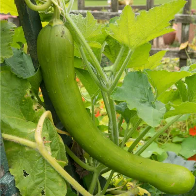 Tykev velkoplodá Tromba D Albenga - Cucurbita moschata - osivo tykve - 6 ks