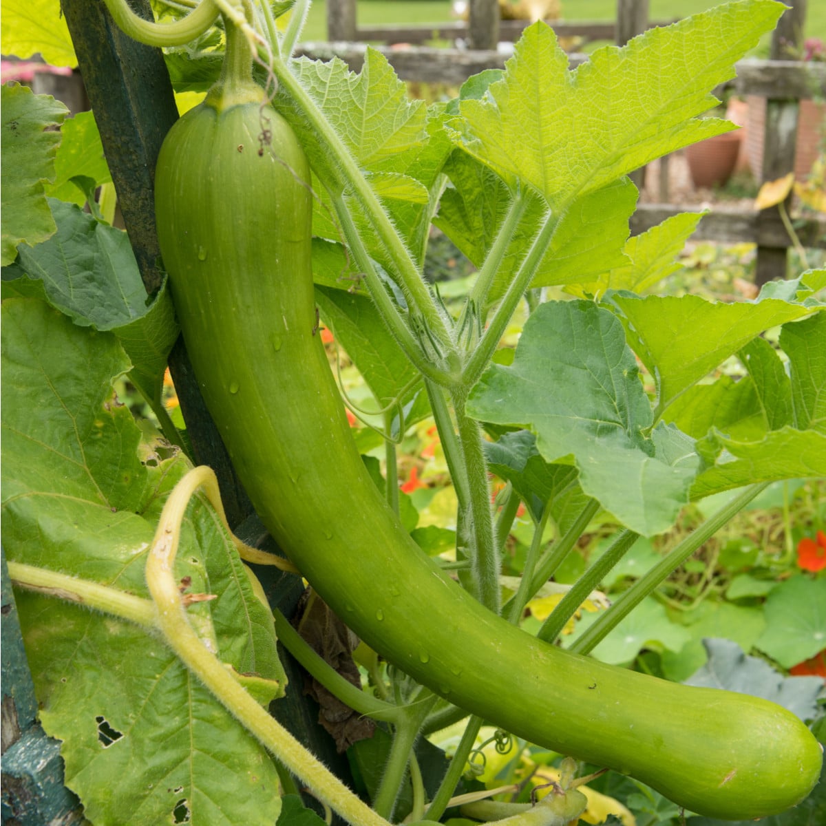 Tykev velkoplodá Tromba D Albenga - Cucurbita moschata - osivo tykve - 6 ks