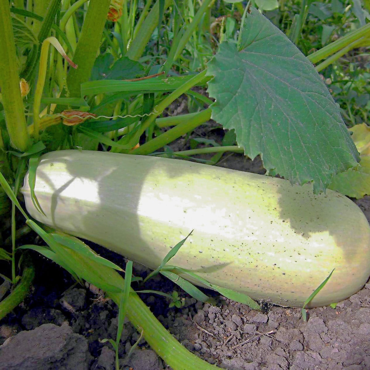 Cuketa Lungo Bianco - Cucurbita pepo - osivo cukety - 6 ks