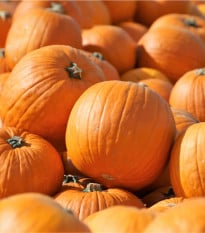 Dýně Aspen F1 - Cucurbita maxima - osivo dýně - 4 ks
