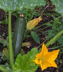 Cuketa Diamant F1 - Cucurbita pepo - osivo cukety - 8 ks