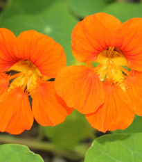 Lichořeřišnice Jewel Cherry Rose - Tropaeolum minus - osivo lichořeřišnice - 10 ks