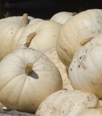 Dýně Moonshine F1 - Cucurbita pepo - osivo dýně - 12 ks