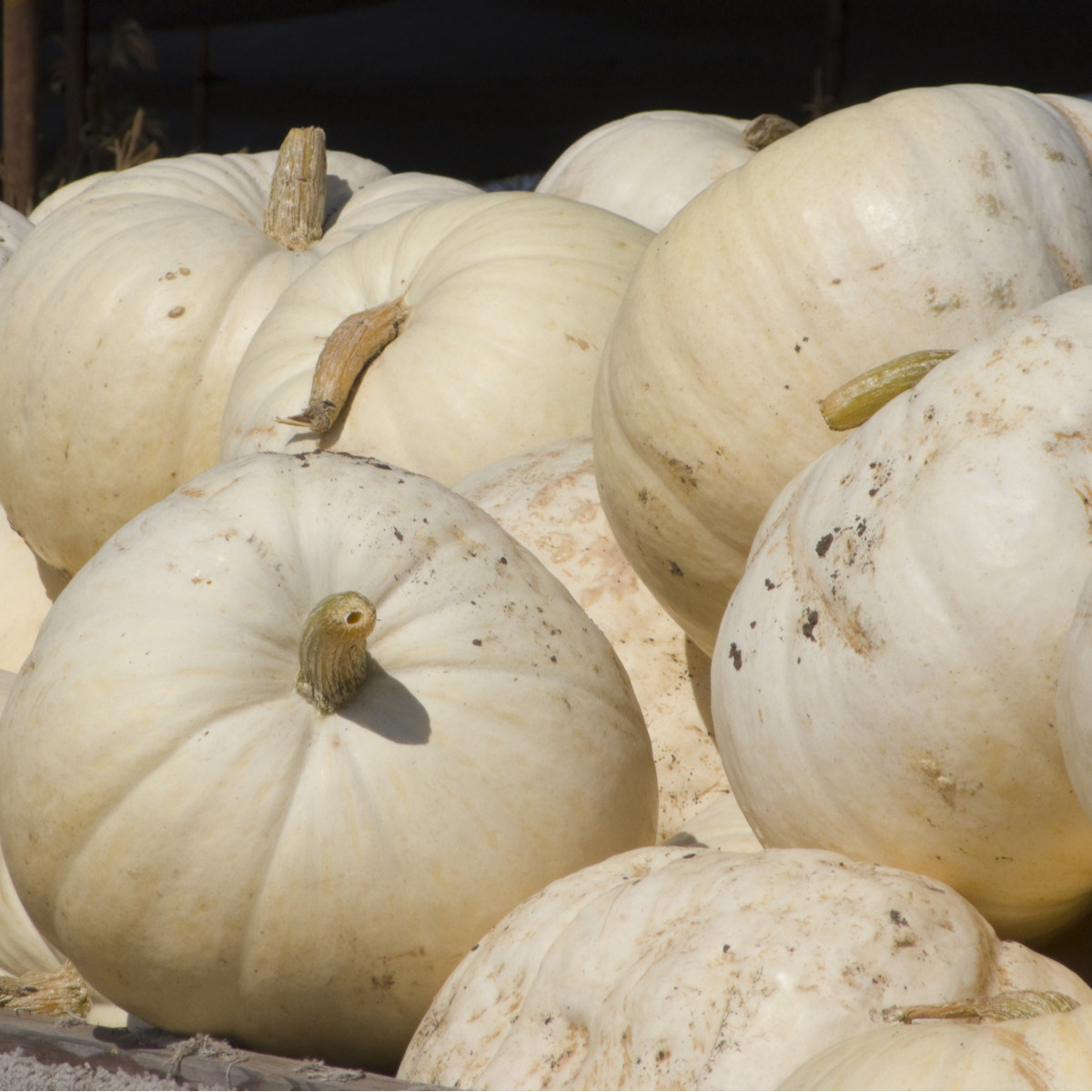 Dýně Moonshine F1 - Cucurbita pepo - osivo dýně - 12 ks