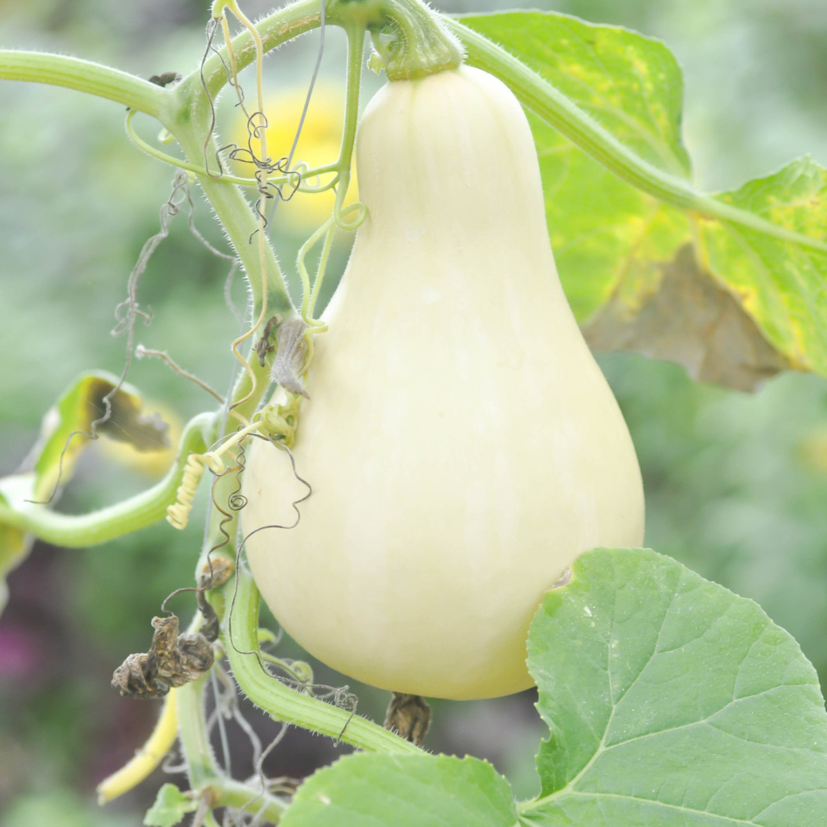 BIO Tykev muškátová Butterscotch - Cucurbita maxima - bio osivo tykve - 5 ks