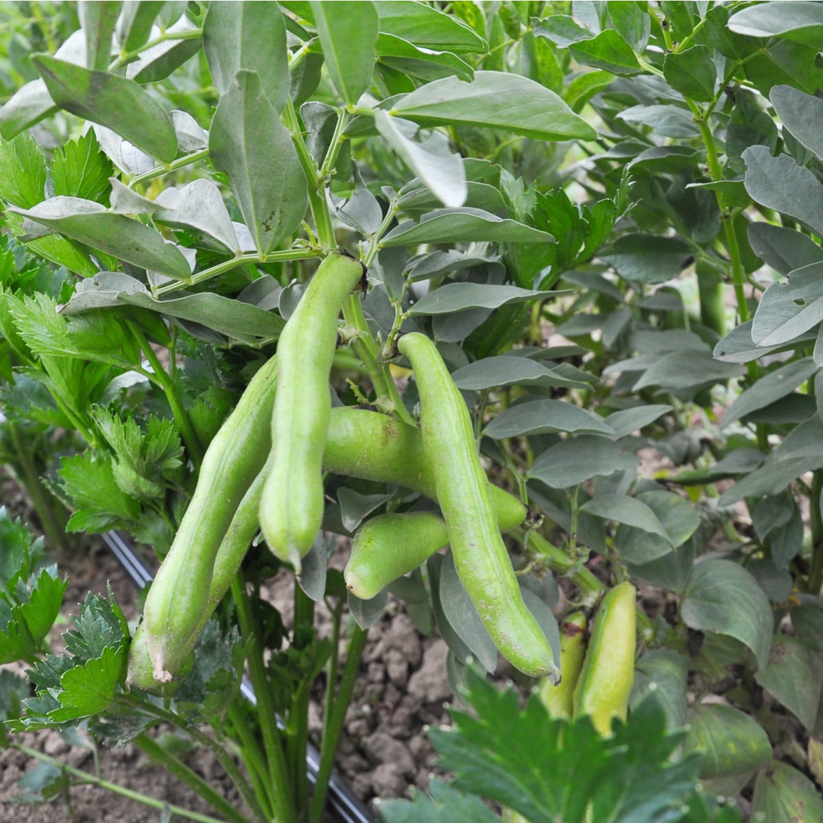 Bob obecný Piccola - Vicia faba - osivo bobu - 20 ks