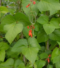 Fazole šarlatová Lady Di - Phaseolus coccineus - osivo fazole - 10 ks