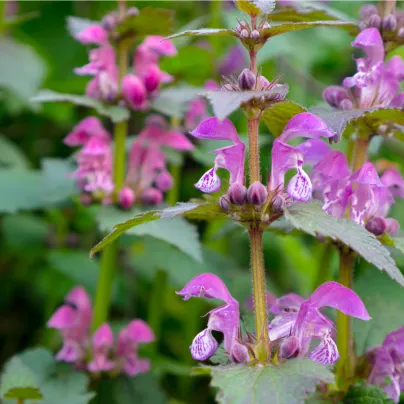 Šanta žilnatá Pink Cat - Nepeta nervosa - osivo šanty - 15 ks