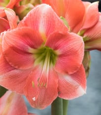 Hvězdník Susan - Hippeastrum - cibule hvězdníků - 1 ks