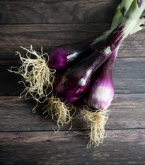 Cibule sečka červená Welsh - Allium fistulosum L. - osivo cibule - 400 ks