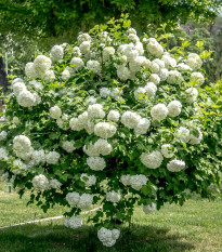 Kalina obecná - Viburnum opulus - osivo kaliny - 5 ks