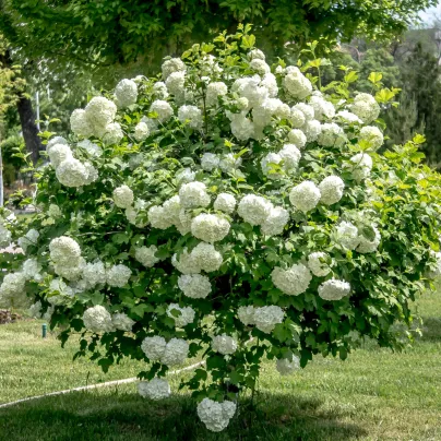 Kalina obecná - Viburnum opulus - osivo kaliny - 5 ks