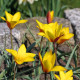Tulipán Cynthia - Tulipa - cibule tulipánů - 3 ks