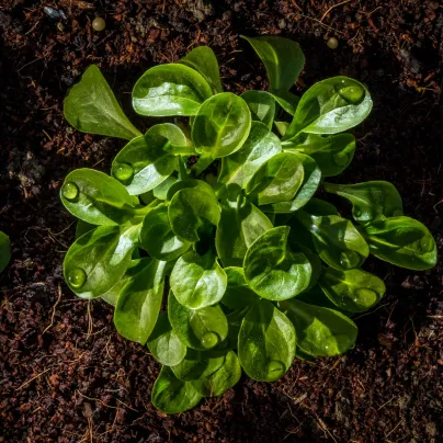 BIO Kozlíček polní Elan - Vallerianella locusta - bio osivo polníčku - 100 ks
