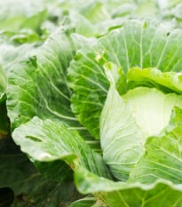 BIO Zelí bílé Filderkraut - Brassica Oleracea - bio osivo zelí - 50 ks