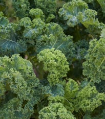 BIO Kadeřávek Lerchenzungen - Brassica oleracea L. - bio osivo kadeřávku - 50 ks