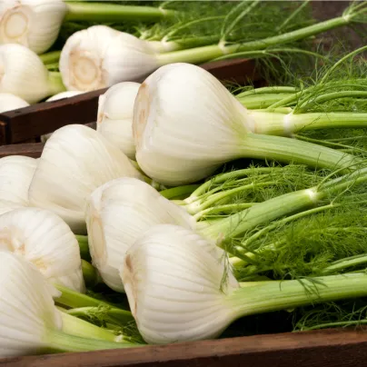 BIO Fenykl bulvový Selma - Foeniculum vulgare - bio osivo fenyklu - 50 ks