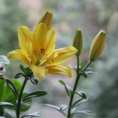 Lilie Fata Morgana - Lilium - cibule lilií - 1 ks