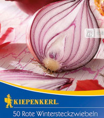 Cibule sazečka ozimá Electric - Allium cepa - cibulky sazečky - 50 ks