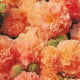 Topolovka plnokvětá oranžová Chaters - Alcea rosea - osivo topolovky - 7 ks