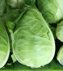 Zelí bílé Filderkraut - Brassica oleracea - osivo zelí - 150 ks
