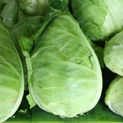 Zelí bílé Filderkraut - Brassica oleracea - osivo zelí - 150 ks