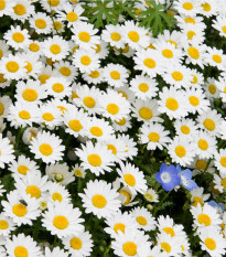 Kopretina balkonová Snowland - Chrysanthemum paludosum - osivo kopretiny - 50 ks