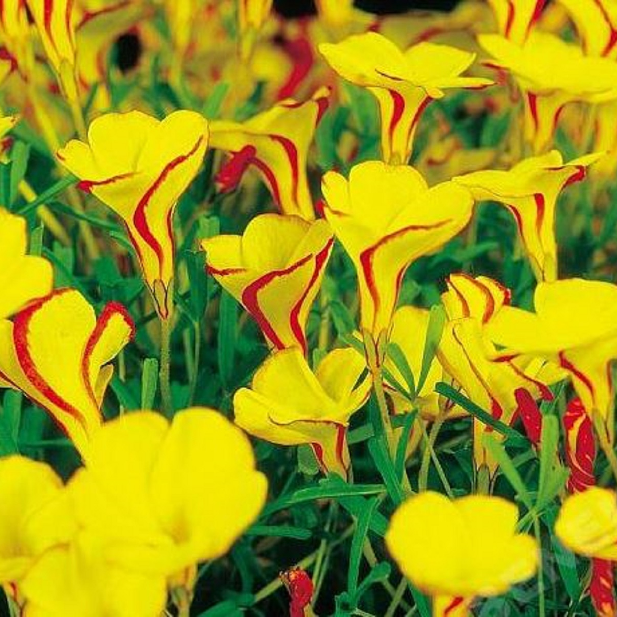 Šťavel dvoubarevný Golden Cape - Oxalis - hlízy šťavele - 1 ks