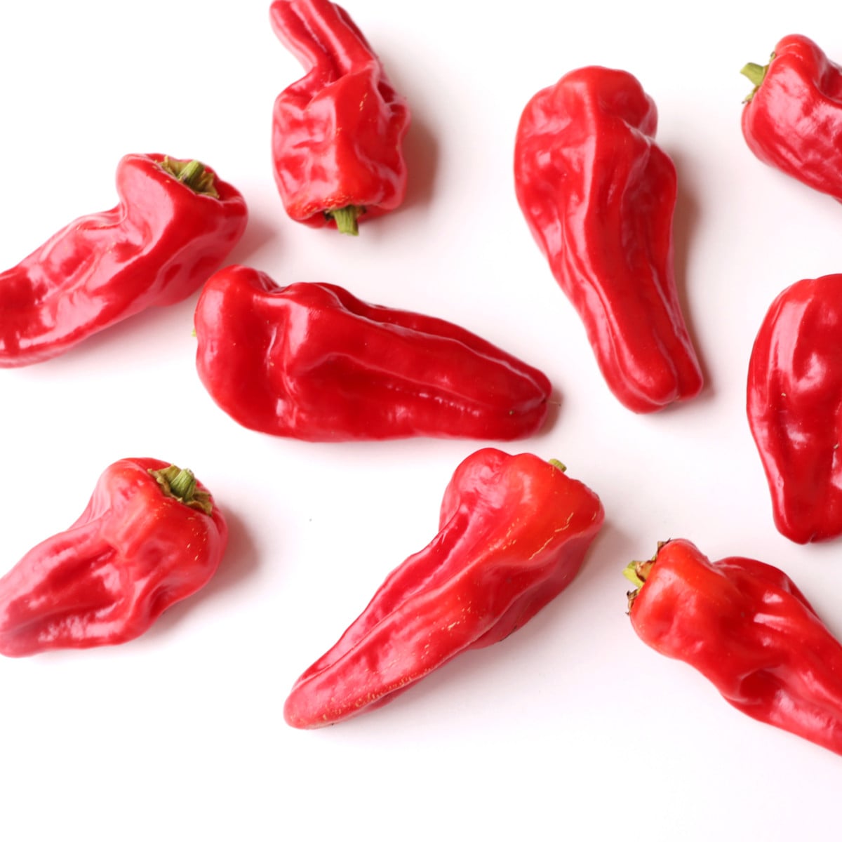 Chilli Pimentos de Padron - Capsicum annuum - osivo chilli - 7 ks