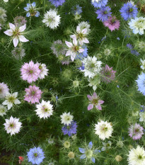Černucha damašská směs - Nigella damascena - osivo černuchy - 25 ks