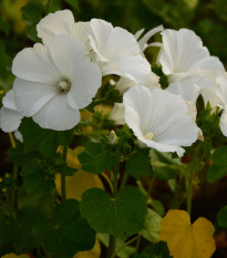 Slézovka trojklaná bílá - Malope trifida - osivo slézovky - 30 ks