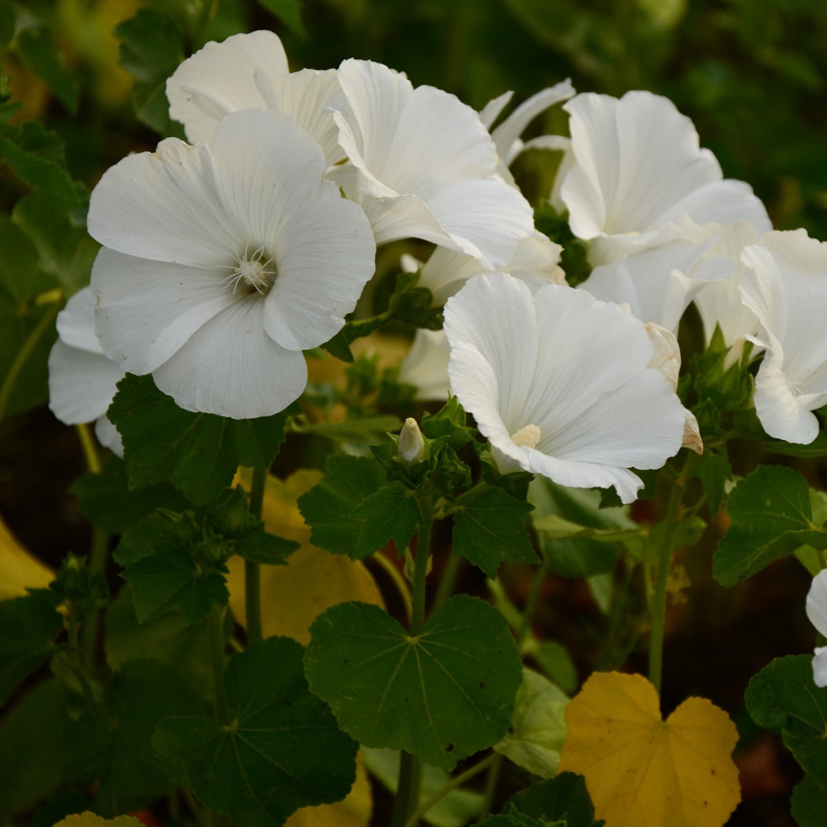 Slézovka trojklaná bílá - Malope trifida - osivo slézovky - 30 ks