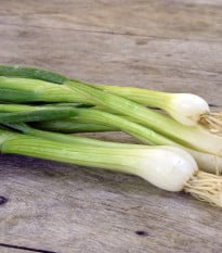 Cibule jarní Bílý Lisabon - Allium cepa - osivo cibule - 250 ks