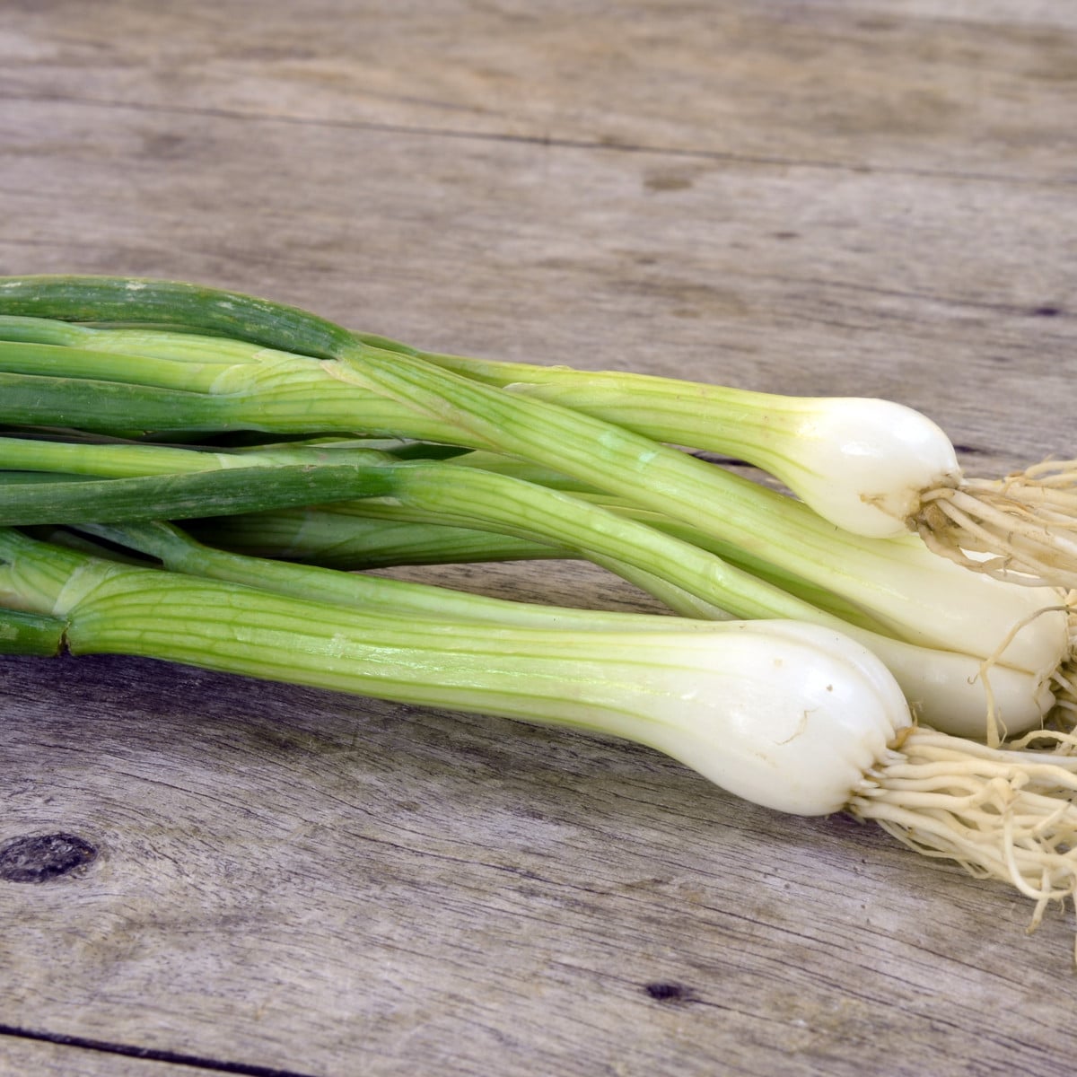 Cibule jarní Bílý Lisabon - Allium cepa - osivo cibule - 250 ks