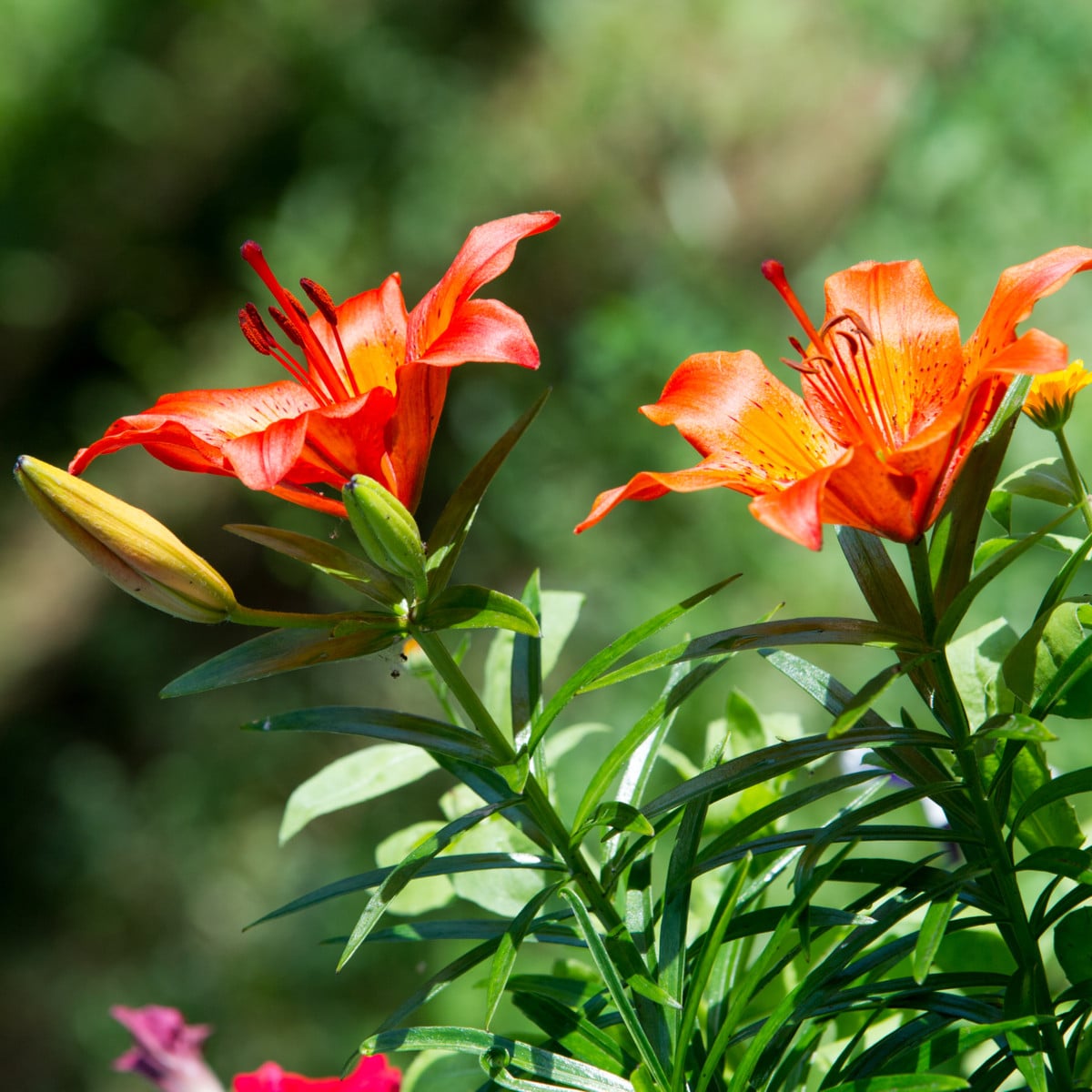 Lilie Linda - Lilium - cibule lilií - 1 ks