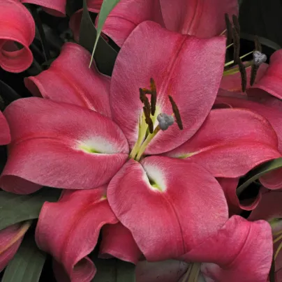 Lilie orientální Robina - Lilium - cibule lilií - 1 ks