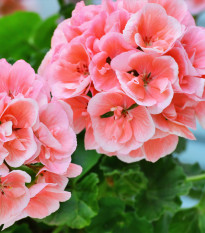 Muškát páskatý Jitka F1 - Pelargonium zonale - osivo muškátu - 6 ks