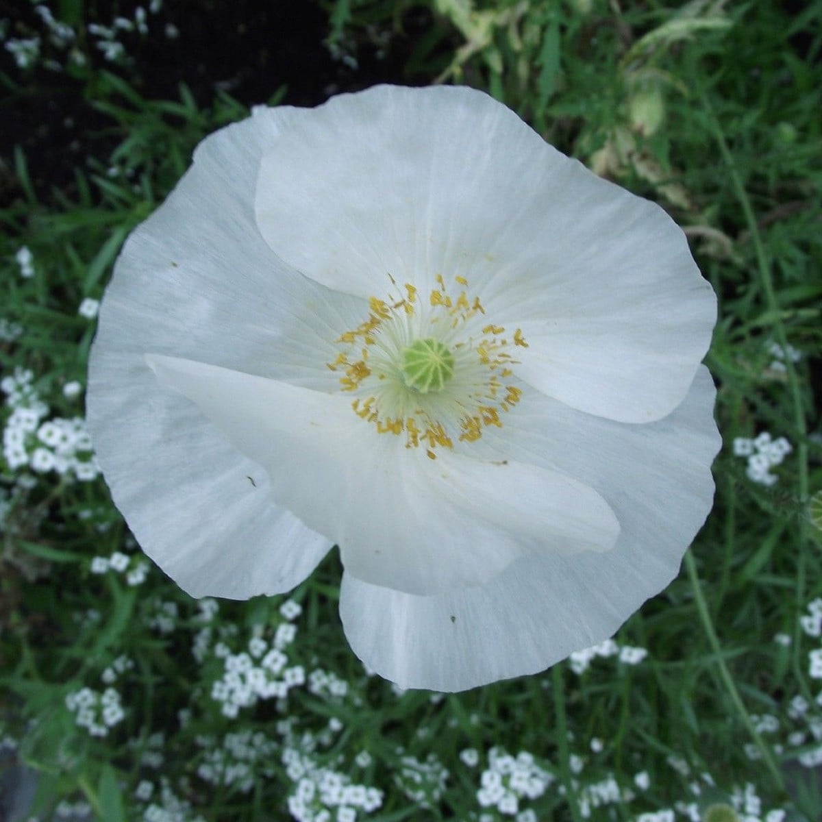 Mák Bridal Silk - Papaver rhoeas - osivo máku - 150 ks