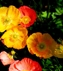 Mák alpínský směs barev - Papaver alpinum - osivo máku - 0,01 g