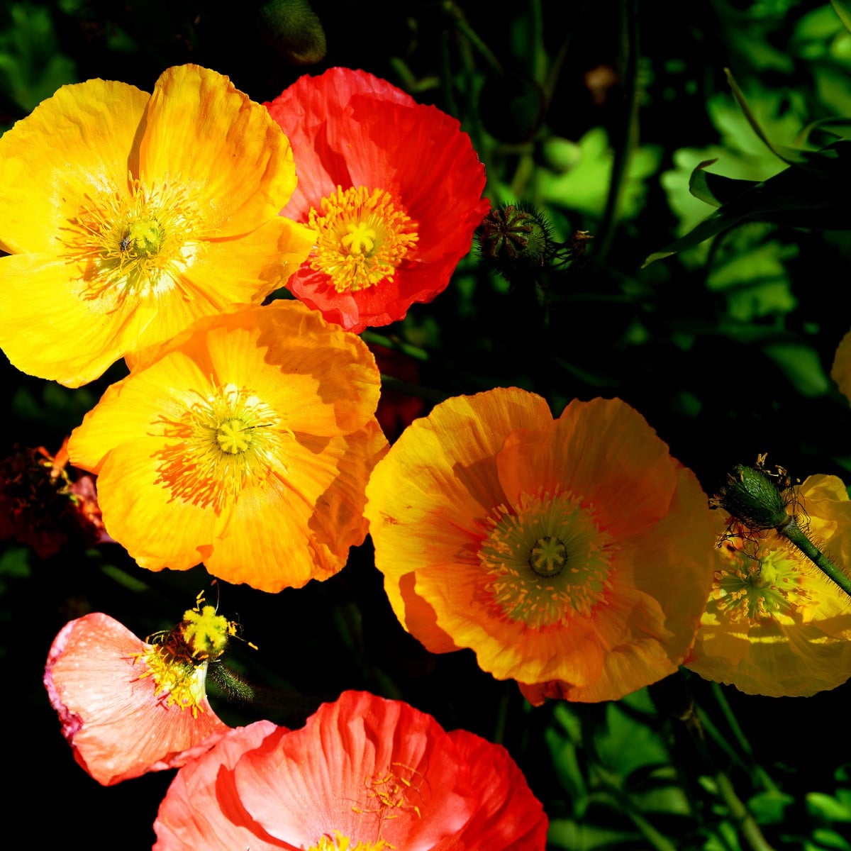 Mák alpínský směs barev - Papaver alpinum - osivo máku - 0,01 g