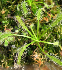 Rosnatka kapská nízká White flower - Drosera Capensis - osivo rosnatky - 15 ks